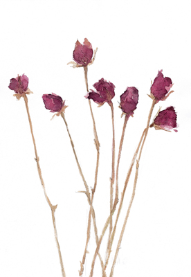 FLOWER ROSE`FR 42